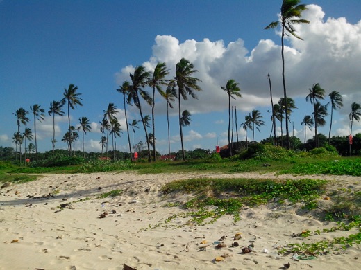 Palm trees along a beach in Tanzania